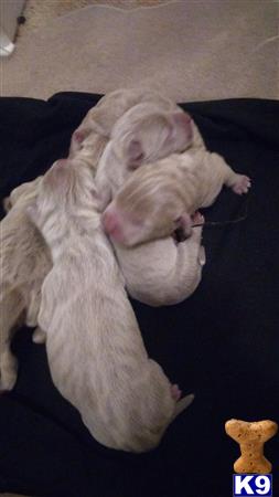 American Pit Bull puppy for sale